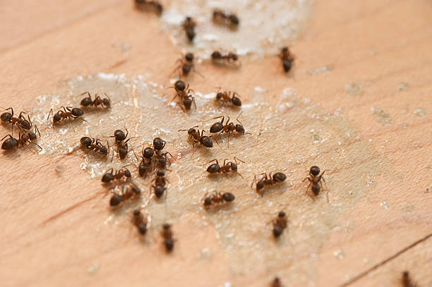 Best Cockroach Control Services  in Kennett, MO